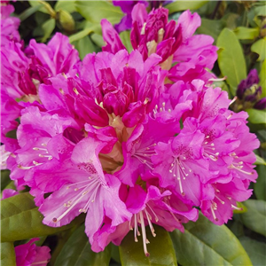 Rhododendron 'Pink Lady'